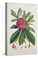 Rhododendron Barbatum, from 'The Rhododendrons of Sikkim-Himalaya'-Joseph Dalton Hooker-Stretched Canvas