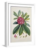 Rhododendron Barbatum, from 'The Rhododendrons of Sikkim-Himalaya'-Joseph Dalton Hooker-Framed Giclee Print