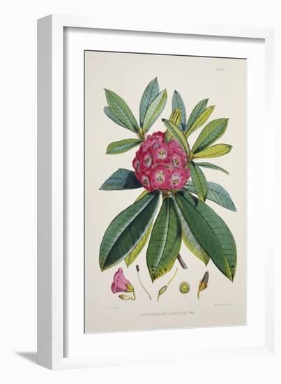 Rhododendron Barbatum, from 'The Rhododendrons of Sikkim-Himalaya'-Joseph Dalton Hooker-Framed Giclee Print