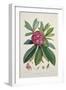 Rhododendron Barbatum, from 'The Rhododendrons of Sikkim-Himalaya'-Joseph Dalton Hooker-Framed Giclee Print