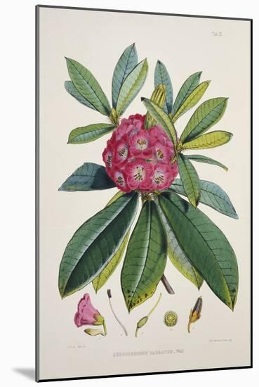 Rhododendron Barbatum, from 'The Rhododendrons of Sikkim-Himalaya'-Joseph Dalton Hooker-Mounted Giclee Print