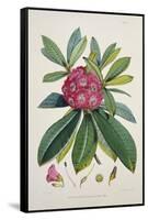 Rhododendron Barbatum, from 'The Rhododendrons of Sikkim-Himalaya'-Joseph Dalton Hooker-Framed Stretched Canvas