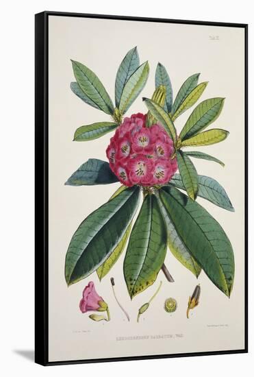 Rhododendron Barbatum, from 'The Rhododendrons of Sikkim-Himalaya'-Joseph Dalton Hooker-Framed Stretched Canvas