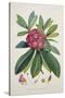 Rhododendron Barbatum, from 'The Rhododendrons of Sikkim-Himalaya'-Joseph Dalton Hooker-Stretched Canvas