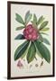 Rhododendron Barbatum, from 'The Rhododendrons of Sikkim-Himalaya'-Joseph Dalton Hooker-Framed Giclee Print