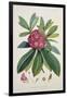 Rhododendron Barbatum, from 'The Rhododendrons of Sikkim-Himalaya'-Joseph Dalton Hooker-Framed Giclee Print