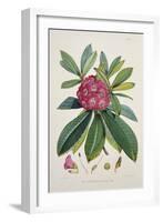 Rhododendron Barbatum, from 'The Rhododendrons of Sikkim-Himalaya'-Joseph Dalton Hooker-Framed Giclee Print