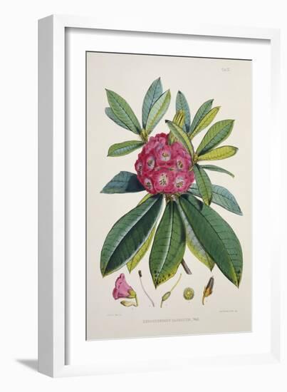 Rhododendron Barbatum, from 'The Rhododendrons of Sikkim-Himalaya'-Joseph Dalton Hooker-Framed Giclee Print