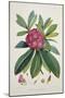 Rhododendron Barbatum, from 'The Rhododendrons of Sikkim-Himalaya'-Joseph Dalton Hooker-Mounted Giclee Print