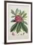 Rhododendron Barbatum, from 'The Rhododendrons of Sikkim-Himalaya'-Joseph Dalton Hooker-Framed Giclee Print