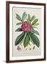 Rhododendron Barbatum, from 'The Rhododendrons of Sikkim-Himalaya'-Joseph Dalton Hooker-Framed Giclee Print