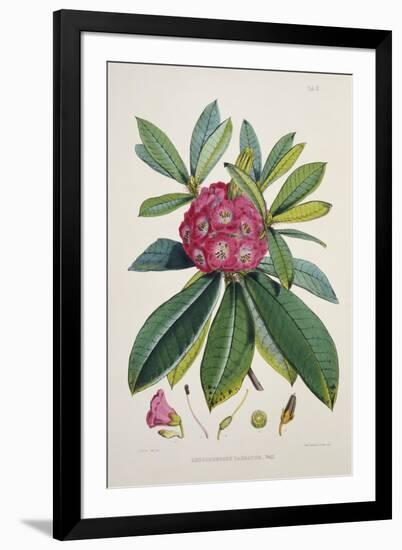 Rhododendron Barbatum, from 'The Rhododendrons of Sikkim-Himalaya'-Joseph Dalton Hooker-Framed Giclee Print