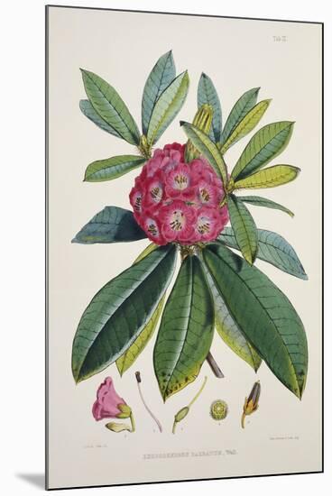 Rhododendron Barbatum, from 'The Rhododendrons of Sikkim-Himalaya'-Joseph Dalton Hooker-Mounted Giclee Print