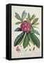 Rhododendron Barbatum, from 'The Rhododendrons of Sikkim-Himalaya'-Joseph Dalton Hooker-Framed Stretched Canvas