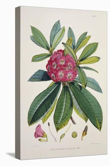 Rhododendron Barbatum, from 'The Rhododendrons of Sikkim-Himalaya'-Joseph Dalton Hooker-Stretched Canvas