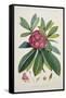 Rhododendron Barbatum, from 'The Rhododendrons of Sikkim-Himalaya'-Joseph Dalton Hooker-Framed Stretched Canvas