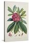 Rhododendron Barbatum, from 'The Rhododendrons of Sikkim-Himalaya'-Joseph Dalton Hooker-Stretched Canvas