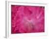 Rhododendron bloom close-up-Anna Miller-Framed Photographic Print