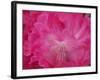 Rhododendron bloom close-up-Anna Miller-Framed Photographic Print