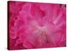 Rhododendron bloom close-up-Anna Miller-Stretched Canvas