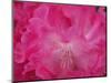 Rhododendron bloom close-up-Anna Miller-Mounted Photographic Print