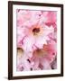 Rhododendron bloom.-William Sutton-Framed Photographic Print