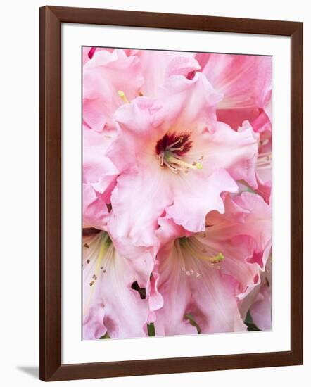 Rhododendron bloom.-William Sutton-Framed Photographic Print