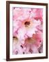 Rhododendron bloom.-William Sutton-Framed Photographic Print