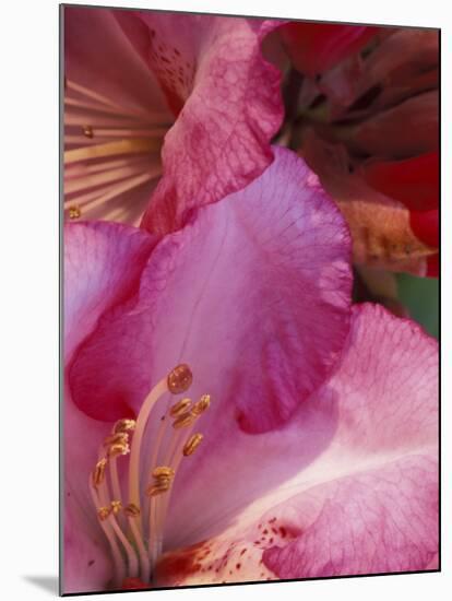 Rhododendron Blooms, University of Washington Arboretum, Seattle, Washington, USA-William Sutton-Mounted Premium Photographic Print