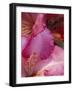 Rhododendron Blooms, University of Washington Arboretum, Seattle, Washington, USA-William Sutton-Framed Photographic Print