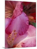 Rhododendron Blooms, University of Washington Arboretum, Seattle, Washington, USA-William Sutton-Mounted Photographic Print