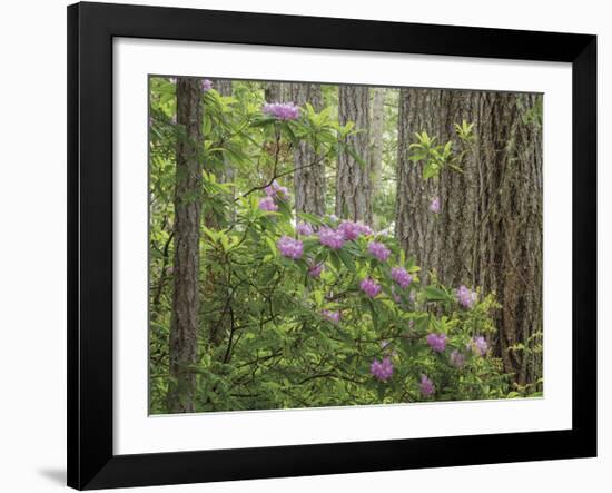 Rhododendron Blooms-Don Paulson-Framed Giclee Print