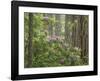 Rhododendron Blooms-Don Paulson-Framed Giclee Print