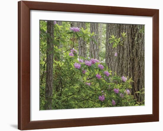 Rhododendron Blooms-Don Paulson-Framed Giclee Print