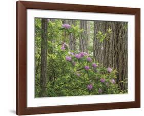 Rhododendron Blooms-Don Paulson-Framed Giclee Print