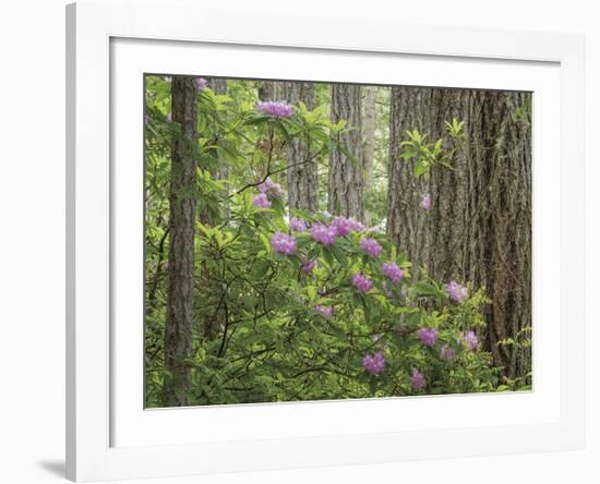 Rhododendron Blooms-Don Paulson-Framed Giclee Print