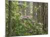 Rhododendron Blooms-Don Paulson-Mounted Giclee Print