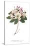 Rhododendron Bright-Wild Apple Portfolio-Stretched Canvas