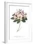 Rhododendron Bright-Wild Apple Portfolio-Framed Art Print