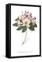 Rhododendron Bright-Wild Apple Portfolio-Framed Stretched Canvas