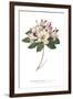 Rhododendron Bright-Wild Apple Portfolio-Framed Art Print