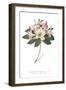 Rhododendron Bright-Wild Apple Portfolio-Framed Art Print