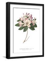 Rhododendron Bright-Wild Apple Portfolio-Framed Art Print