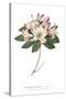 Rhododendron Bright-Wild Apple Portfolio-Stretched Canvas