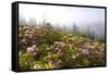 Rhododendron Bushes and Morning Fog Along Lolo Pass-Craig Tuttle-Framed Stretched Canvas