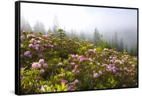 Rhododendron Bushes and Morning Fog Along Lolo Pass-Craig Tuttle-Framed Stretched Canvas