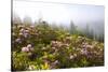 Rhododendron Bushes and Morning Fog Along Lolo Pass-Craig Tuttle-Stretched Canvas