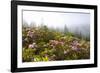 Rhododendron Bushes and Morning Fog Along Lolo Pass-Craig Tuttle-Framed Photographic Print