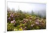 Rhododendron Bushes and Morning Fog Along Lolo Pass-Craig Tuttle-Framed Photographic Print