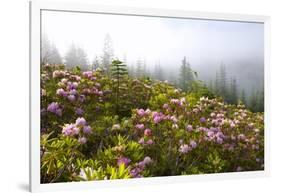 Rhododendron Bushes and Morning Fog Along Lolo Pass-Craig Tuttle-Framed Photographic Print